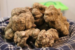 387_tartufo-bianco-1-500x333