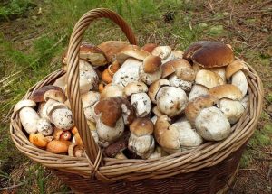 388_funghi-dal-vero-2